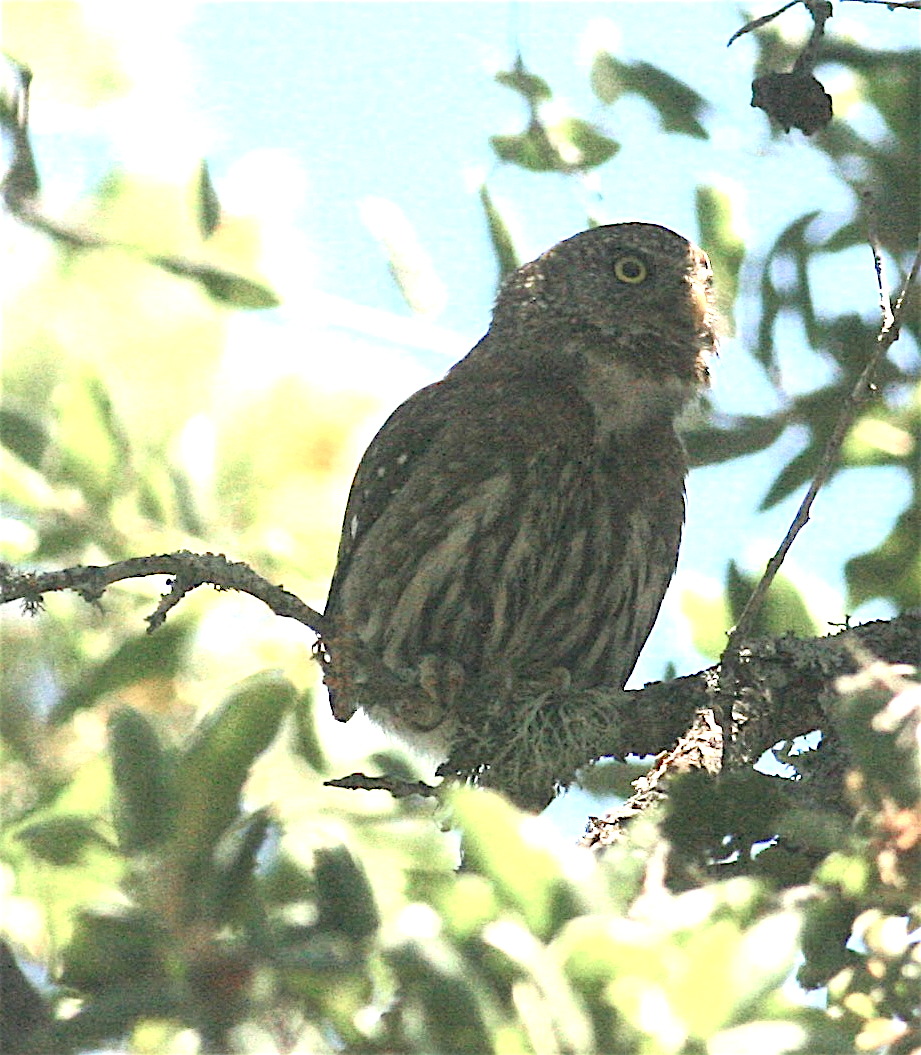 Northern Pygmy-Owl - ML244098191