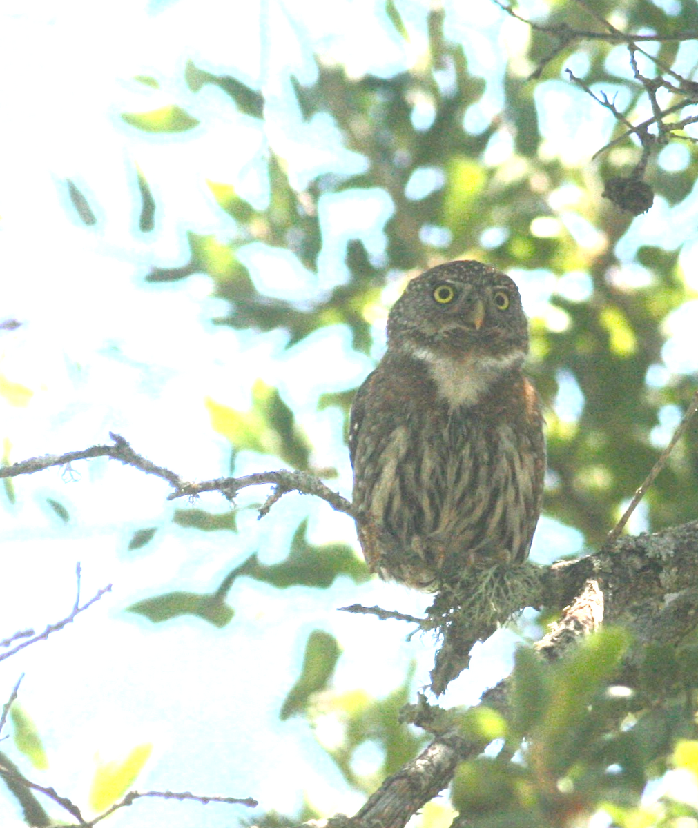 Northern Pygmy-Owl - ML244098201