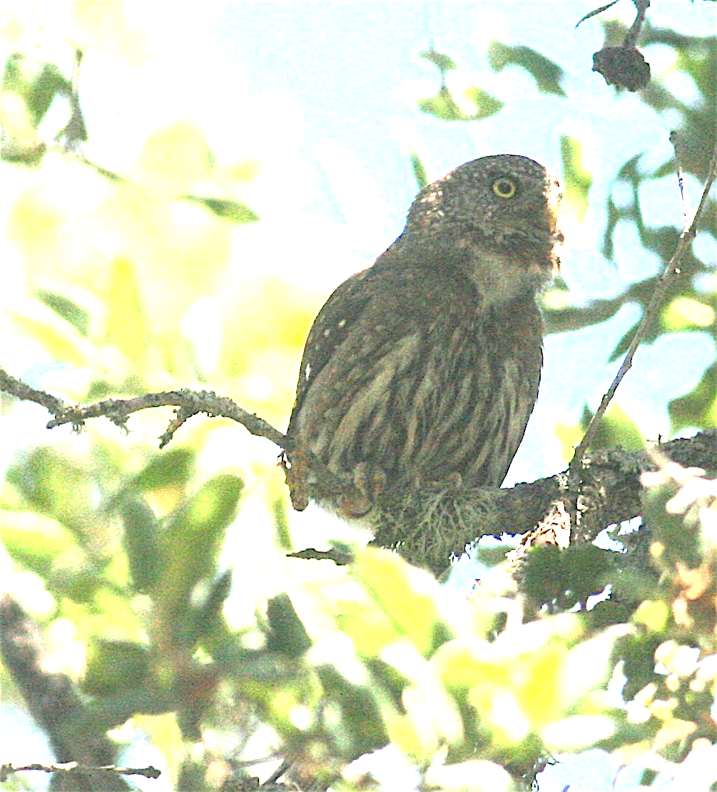 Northern Pygmy-Owl - ML244098231