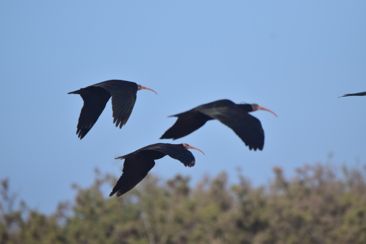 skallet ibis - ML244098271