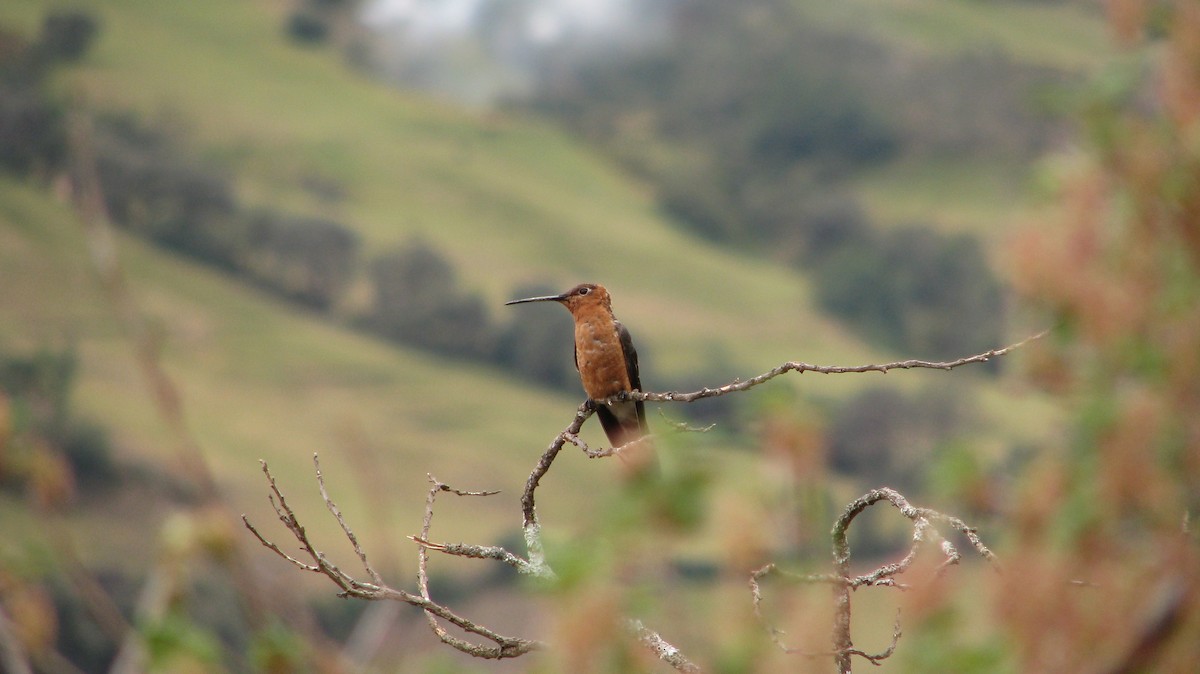 Giant Hummingbird - Jorge Novoa - CORBIDI