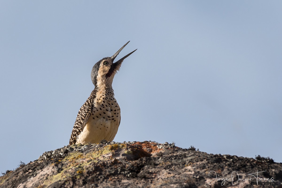 Andean Flicker - Jorge Omar Torres