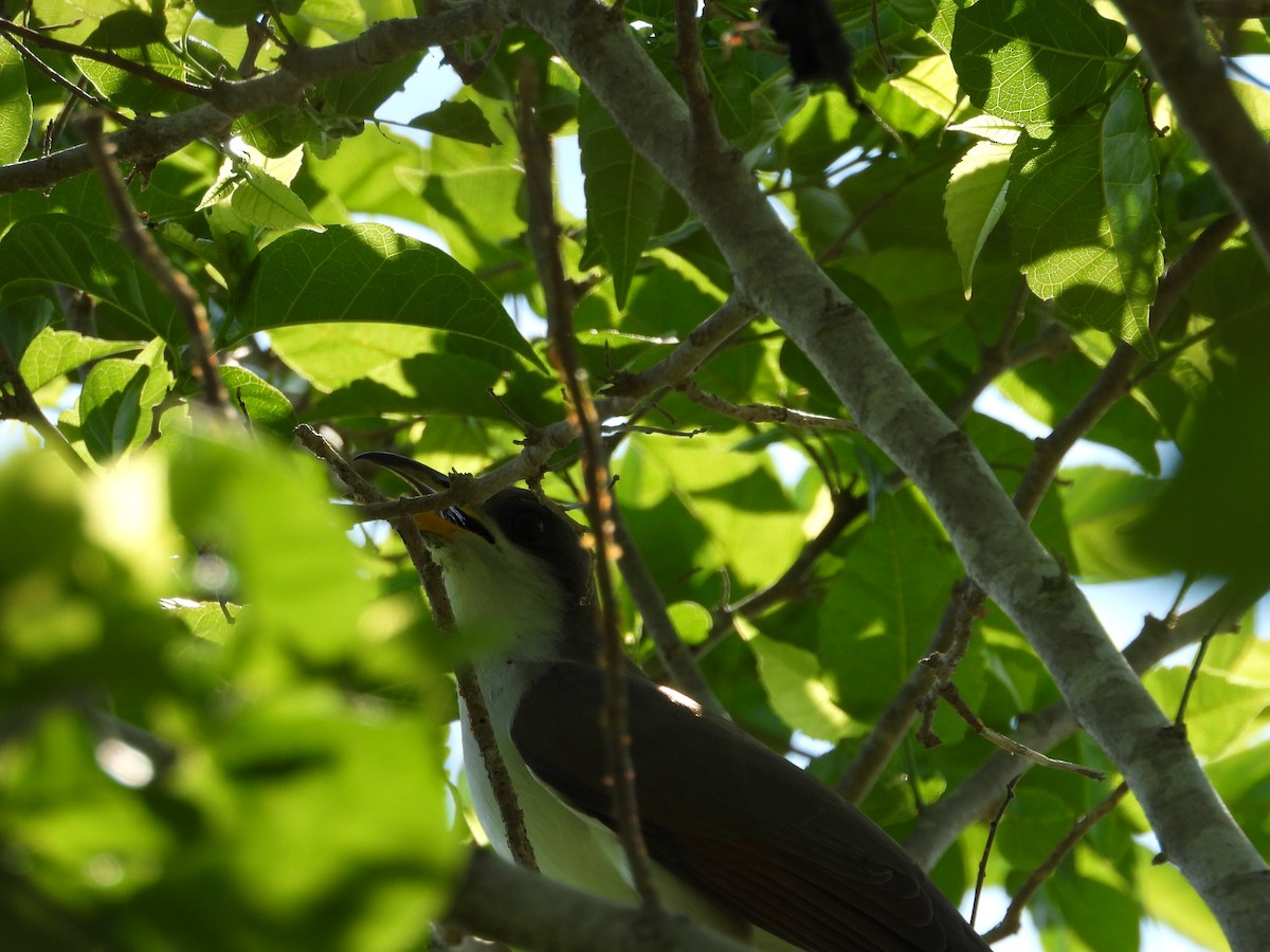 Yellow-billed Cuckoo - ML244099271