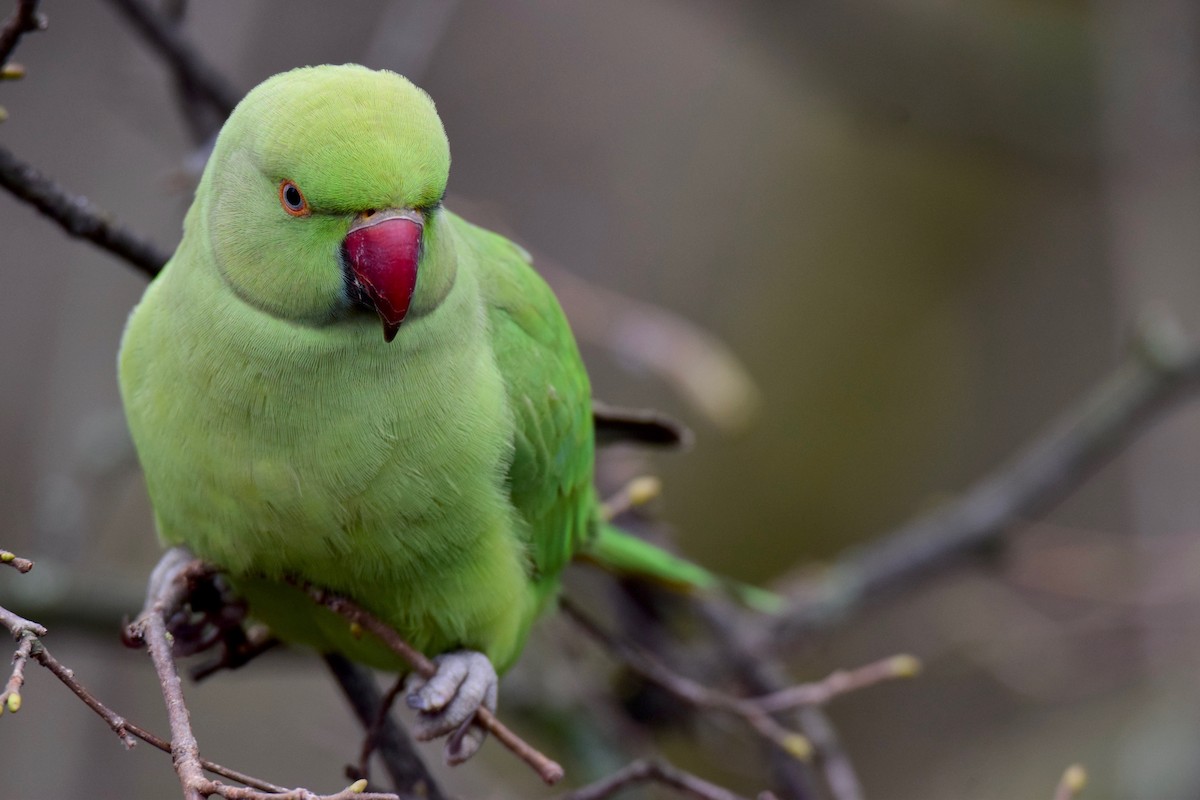 Rose-ringed Parakeet - Ben  Lucking