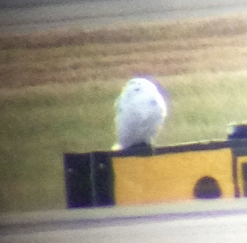 Snowy Owl - ML244100851