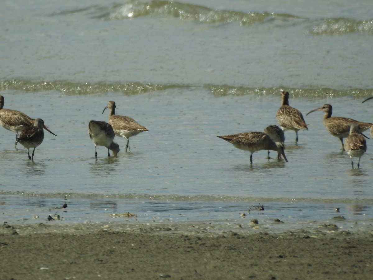 Bar-tailed Godwit - ML244101431