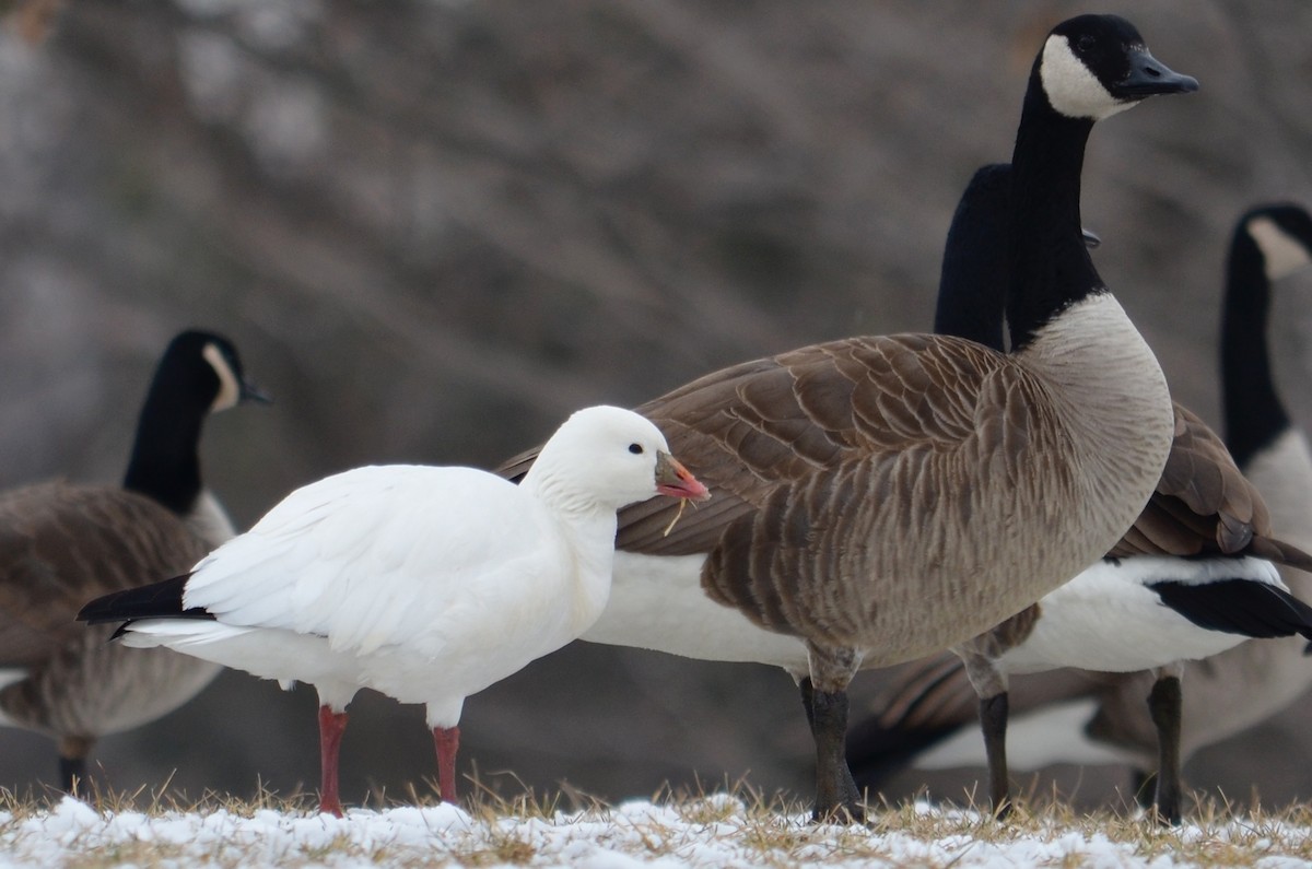 Ross's Goose - ML244102331