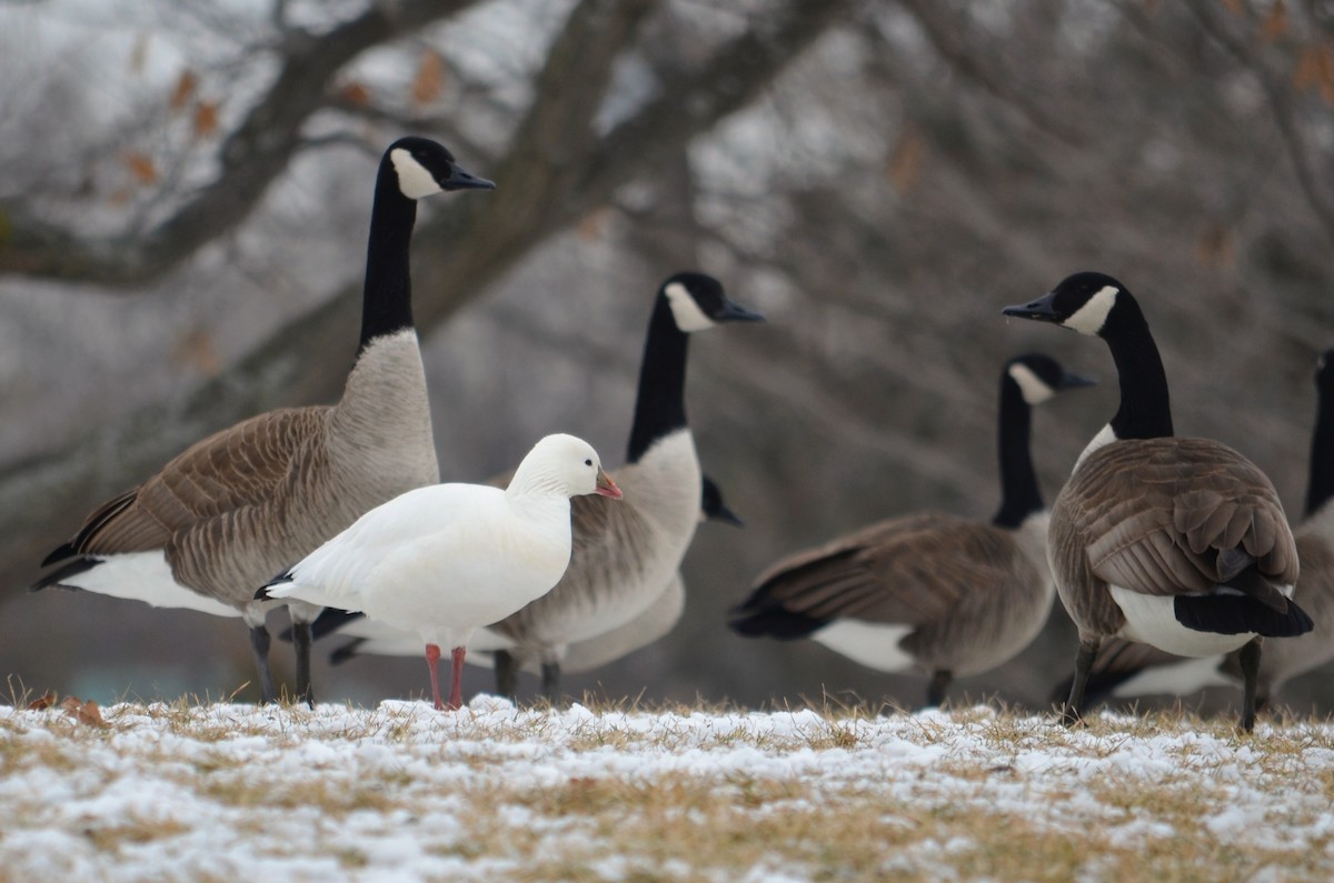 Ross's Goose - ML244102371