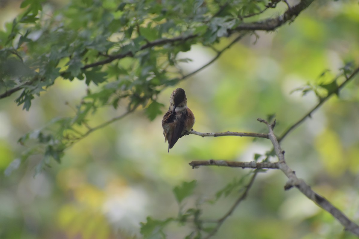 Rufous Hummingbird - ML244102401