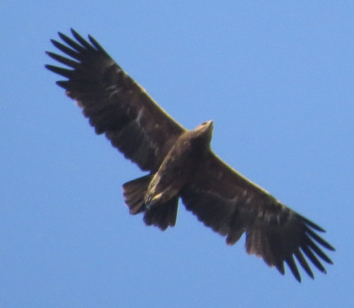Lesser Spotted Eagle - Fereydoon Gharaei