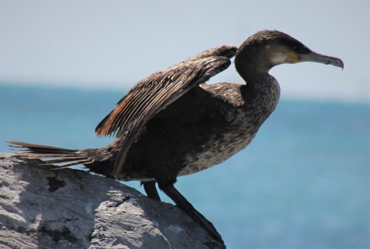 Great Cormorant - ML244103831