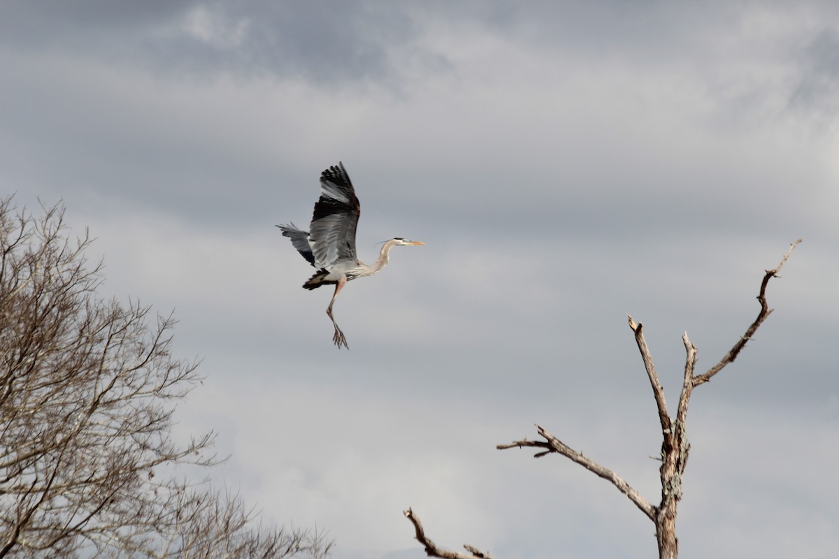 Great Blue Heron - ML244106061