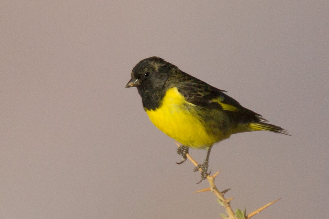 Yellow-rumped Siskin - ML244106641