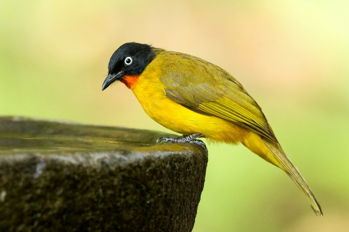 Flame-throated Bulbul - ML244107011