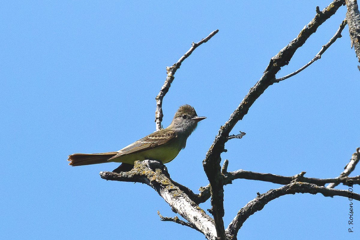 Great Crested Flycatcher - ML244107911