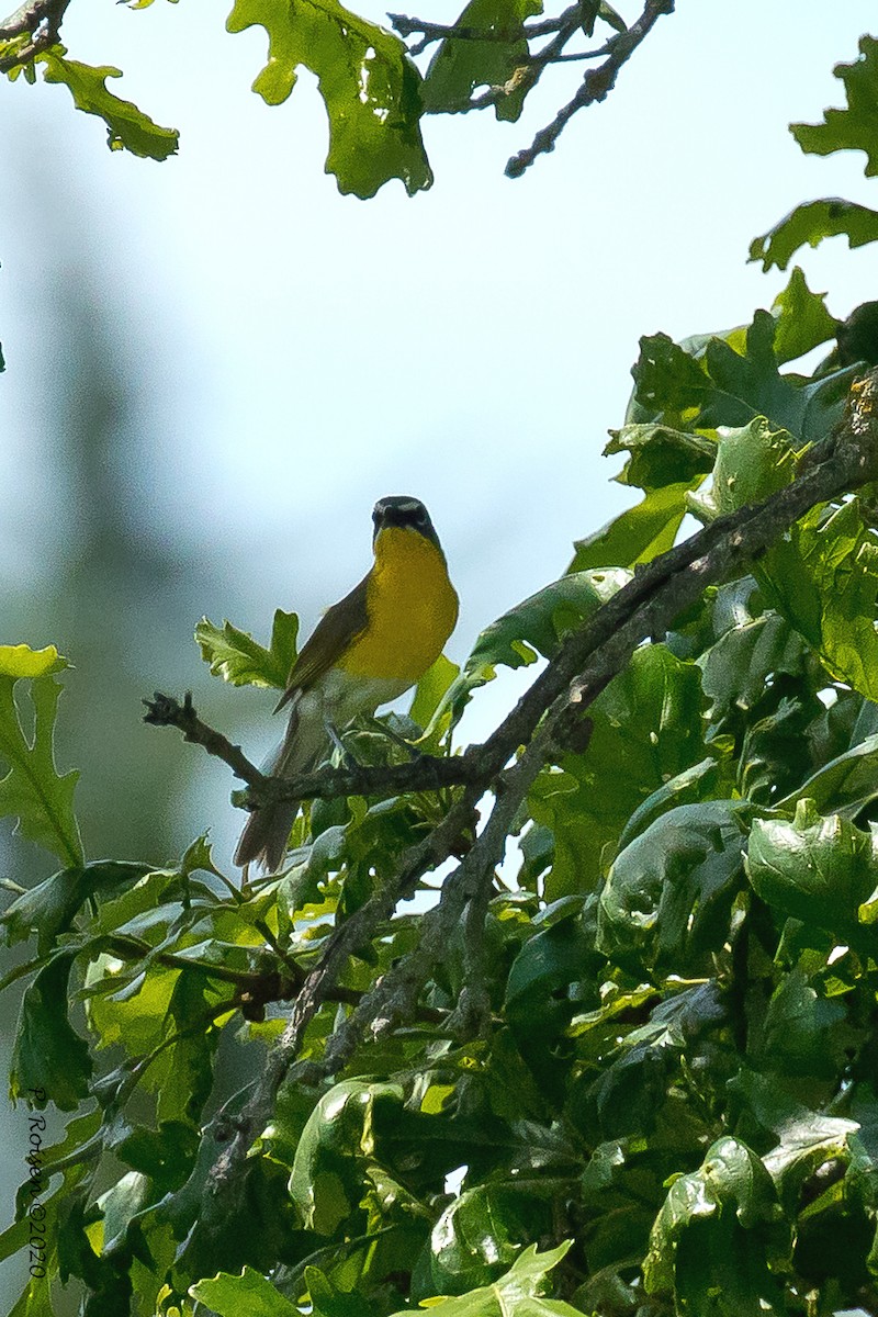 Yellow-breasted Chat - ML244108231