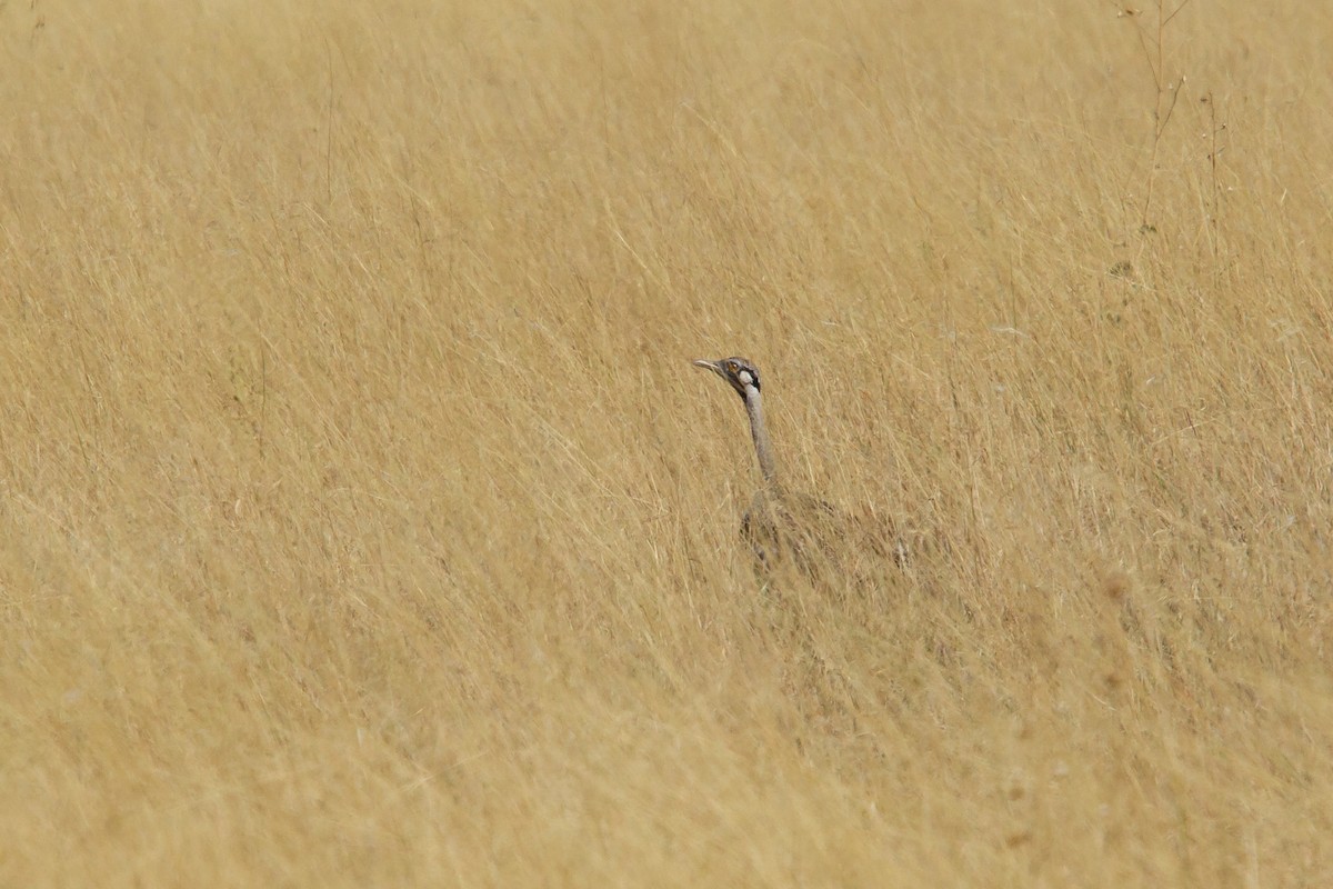 Hartlaub's Bustard - ML244109721