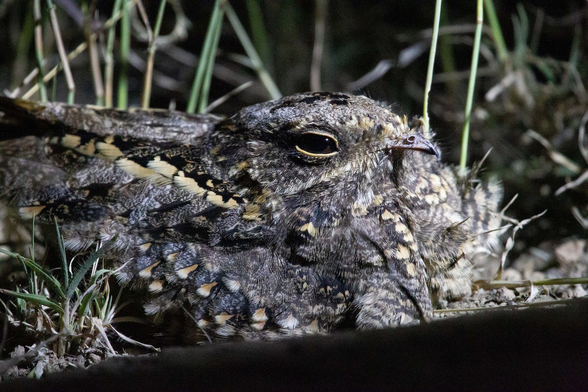 Sombre Nightjar - Simon Colenutt