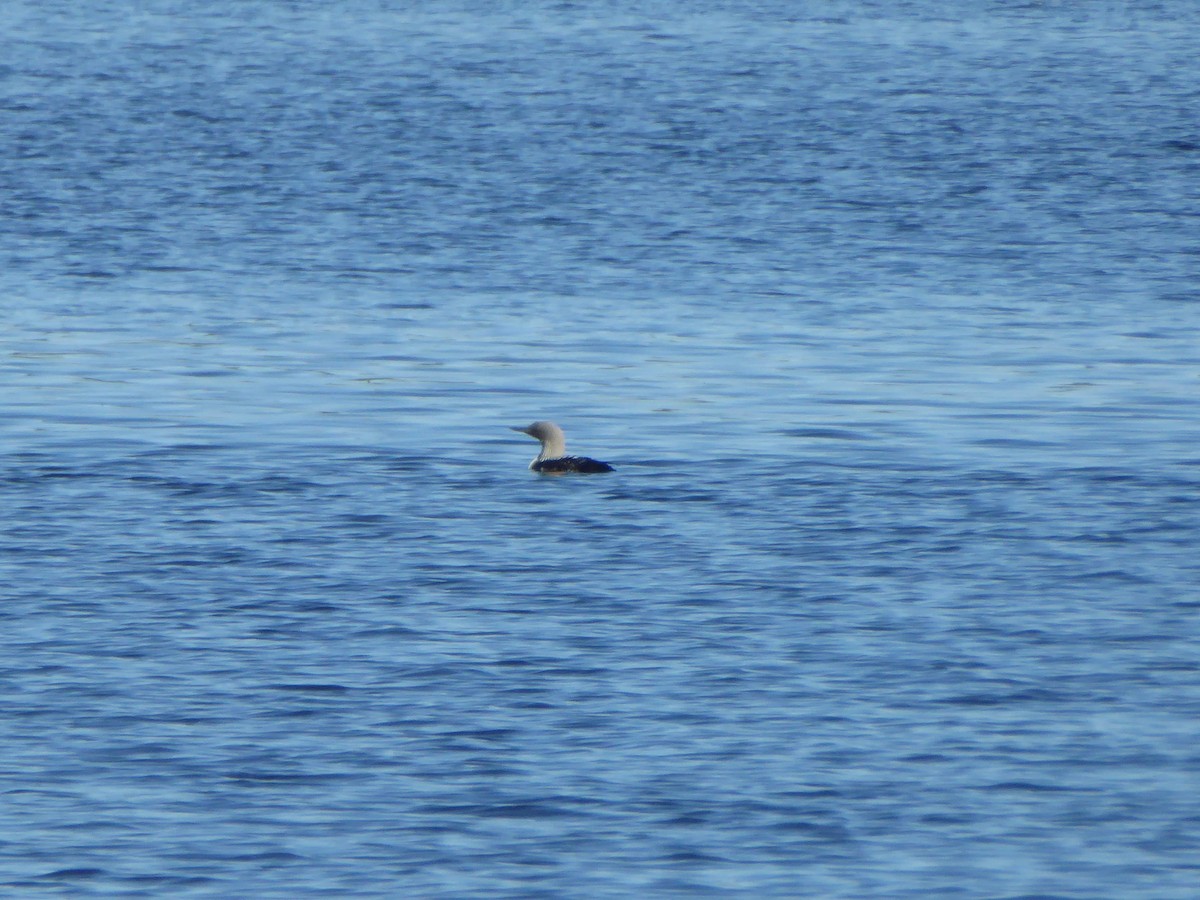 Pacific Loon - ML244109991