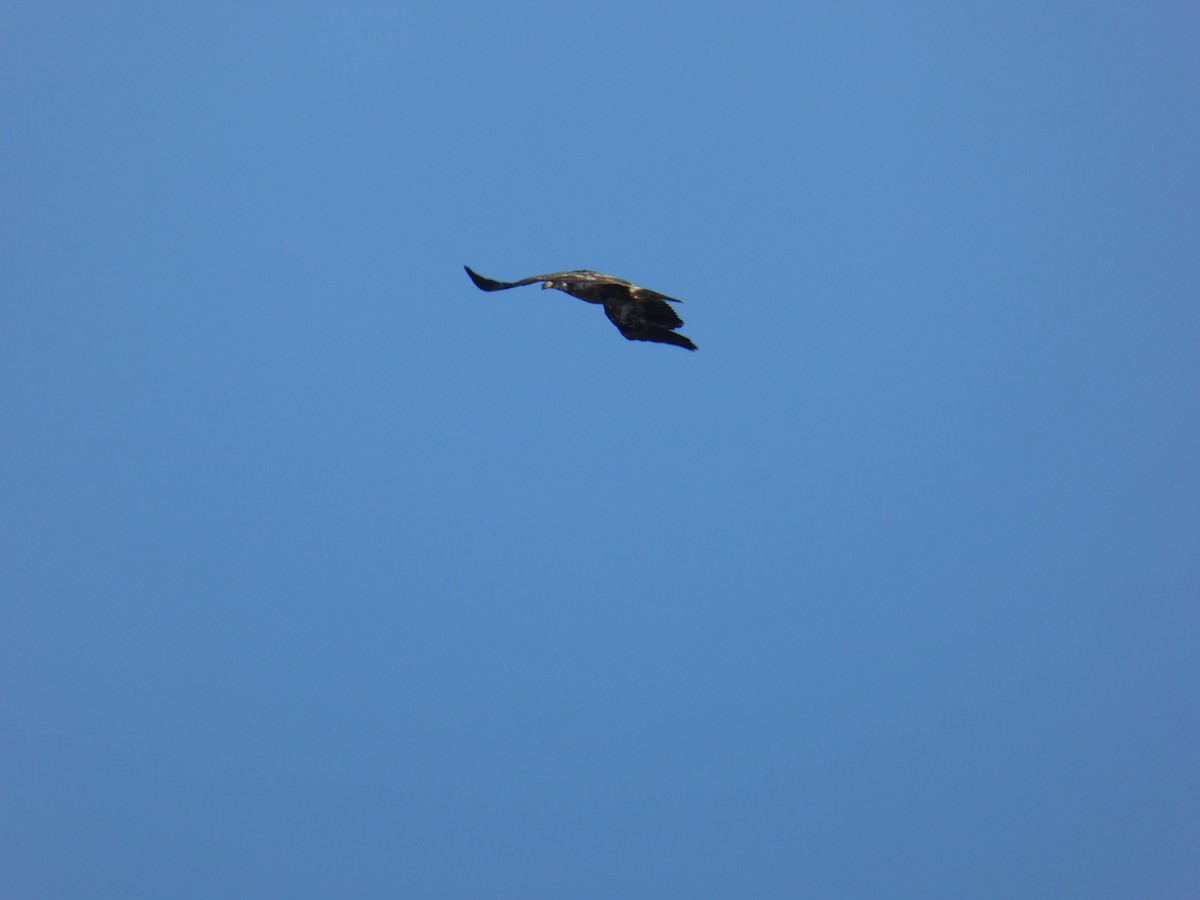 Bald Eagle - ML244110011