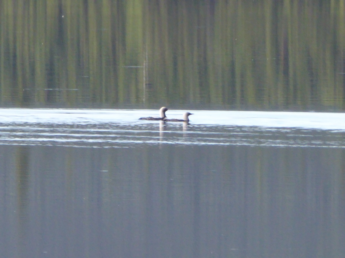 Pacific Loon - ML244111091