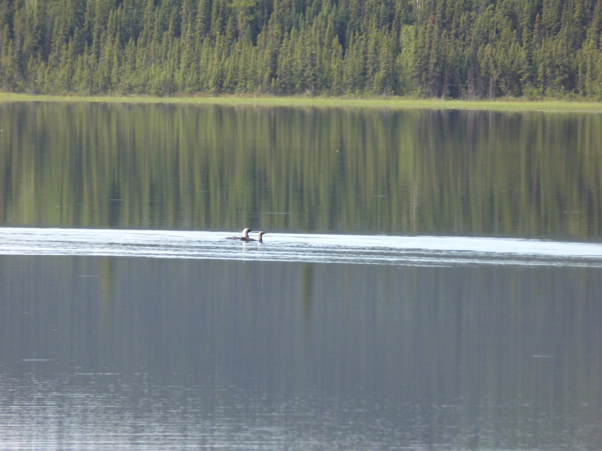 Pacific Loon - ML244111101