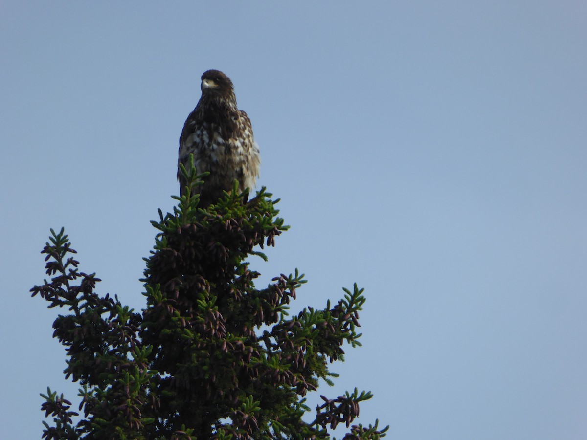 Bald Eagle - ML244111121