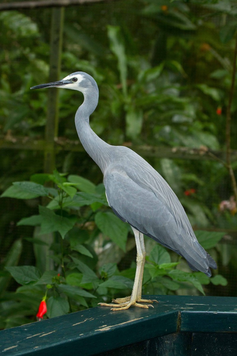 Aigrette à face blanche - ML244111181