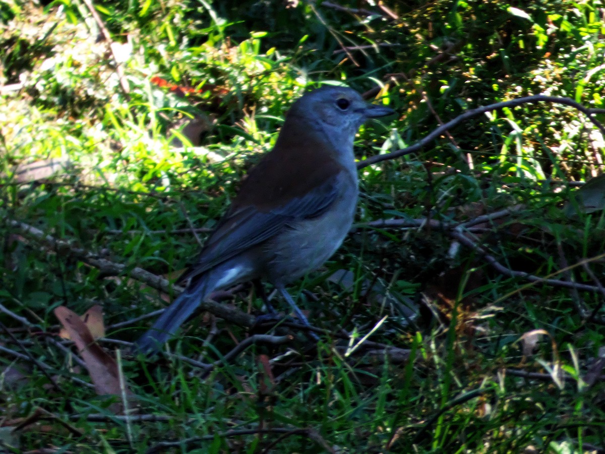 Gray Shrikethrush - ML244111911