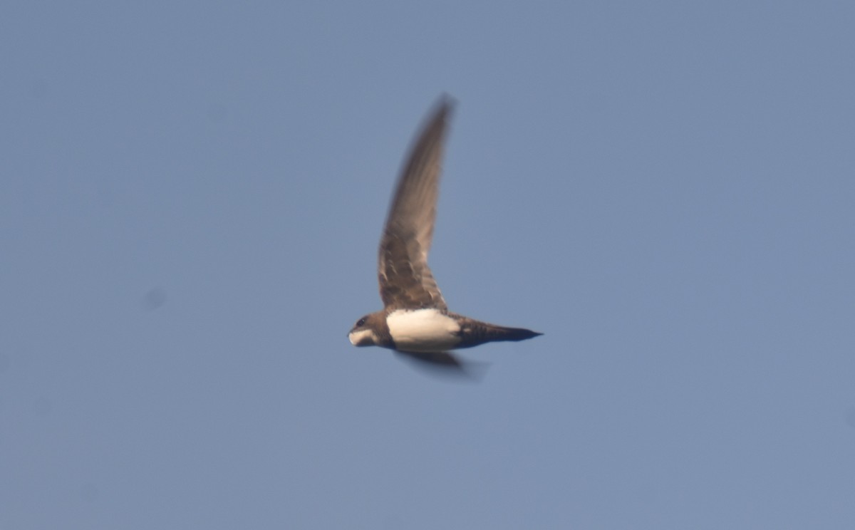 Alpine Swift - ML244112201