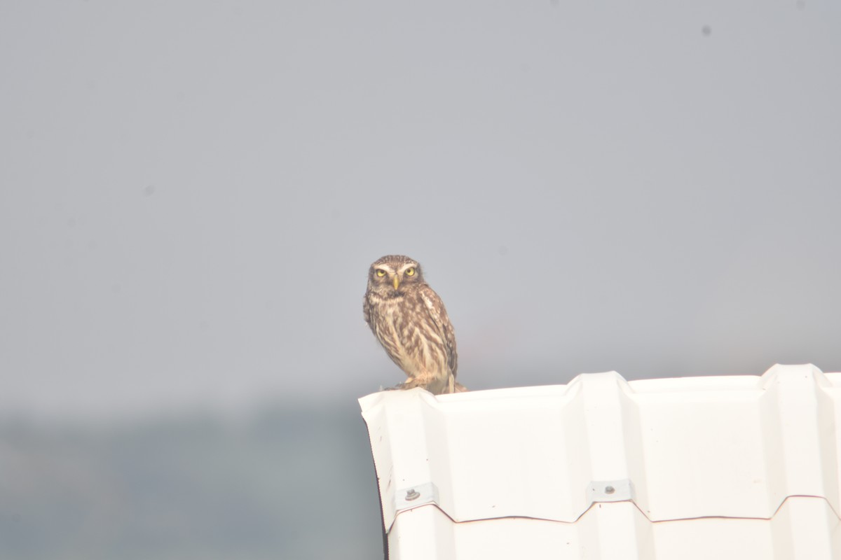 Little Owl - ML244112961