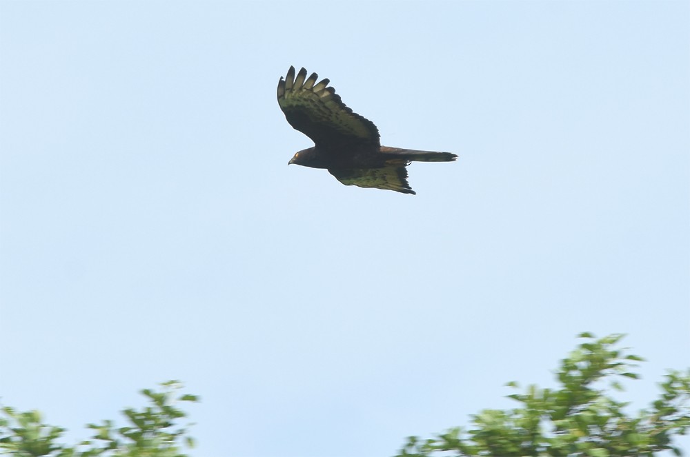 European Honey-buzzard - Klaas Heeres