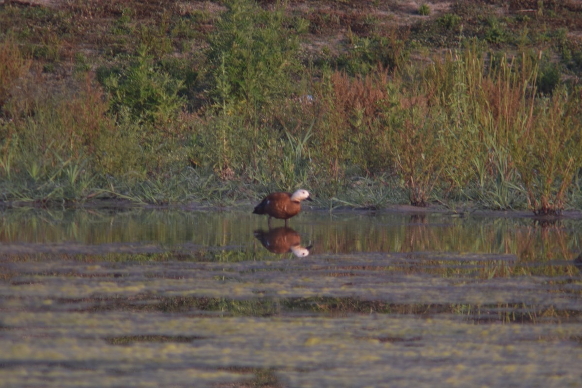 Ruddy Shelduck - ML244113801