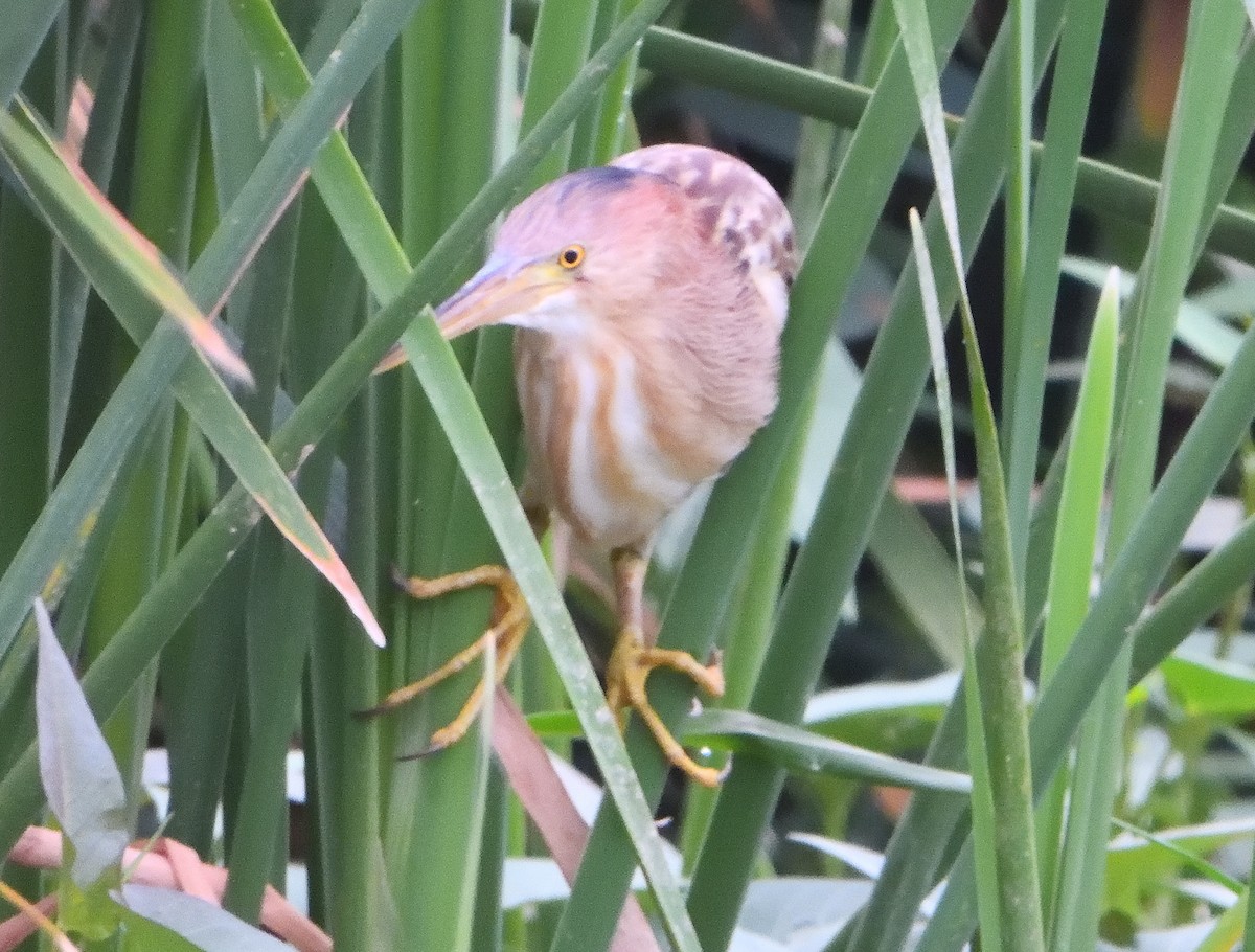 Yellow Bittern - dhanapal kondasamy