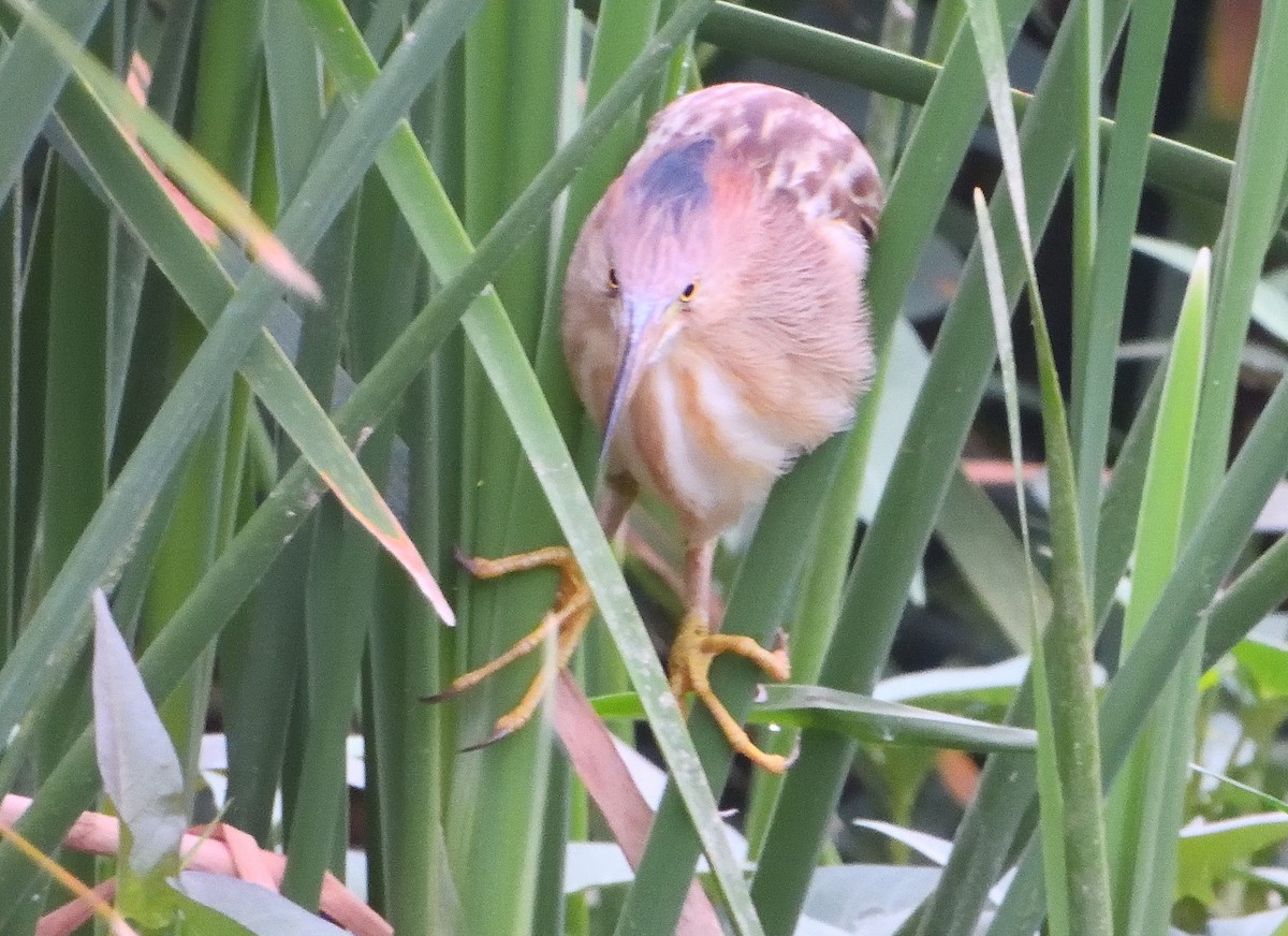 Yellow Bittern - dhanapal kondasamy