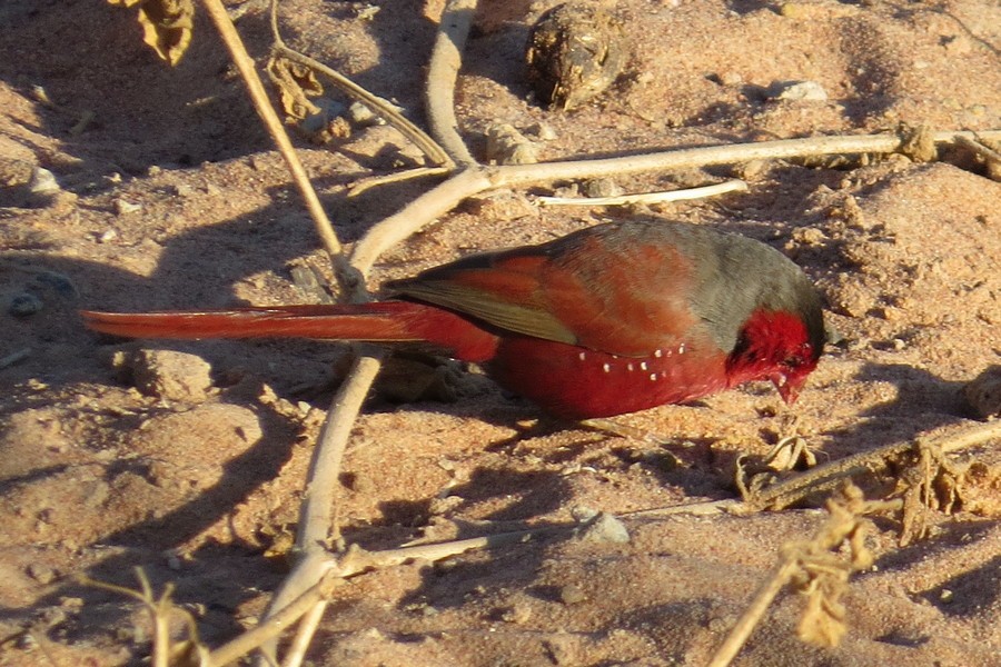 Crimson Finch - George and Teresa Baker