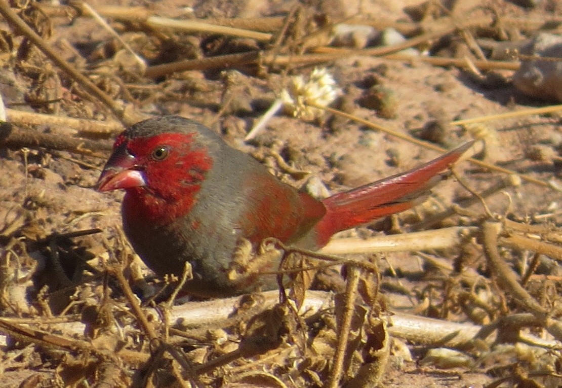 Crimson Finch - George and Teresa Baker