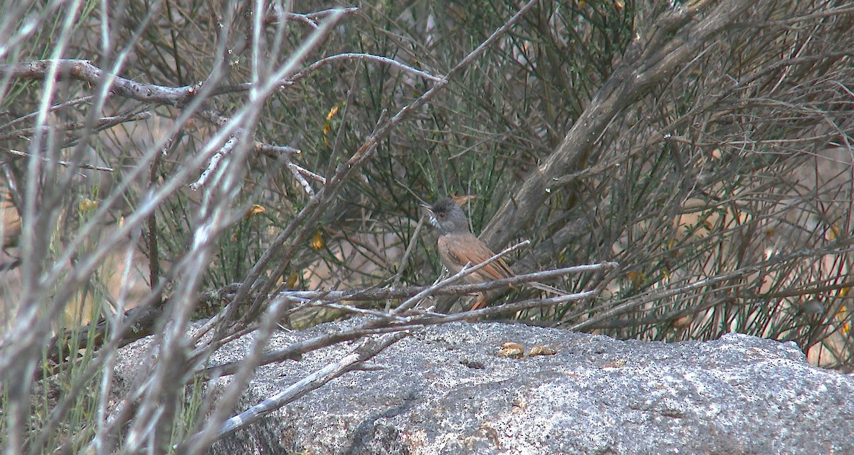 Spectacled Warbler - ML244117501
