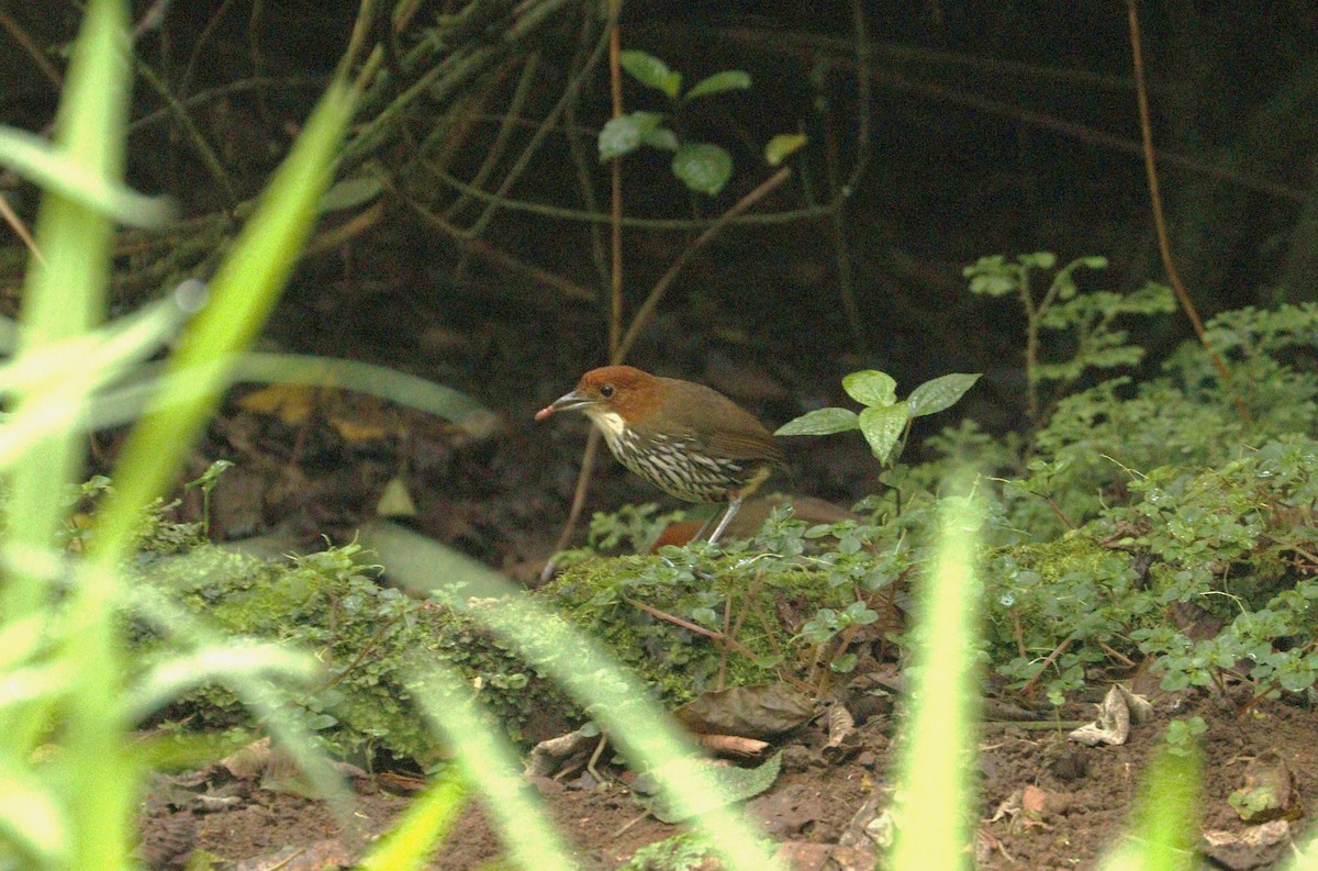 Chestnut-crowned Antpitta - ML244118061