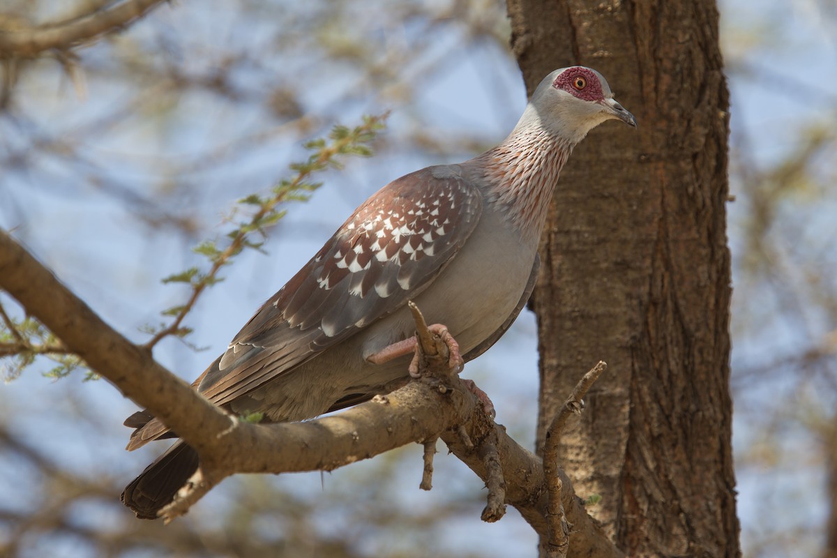 Speckled Pigeon - ML244118671