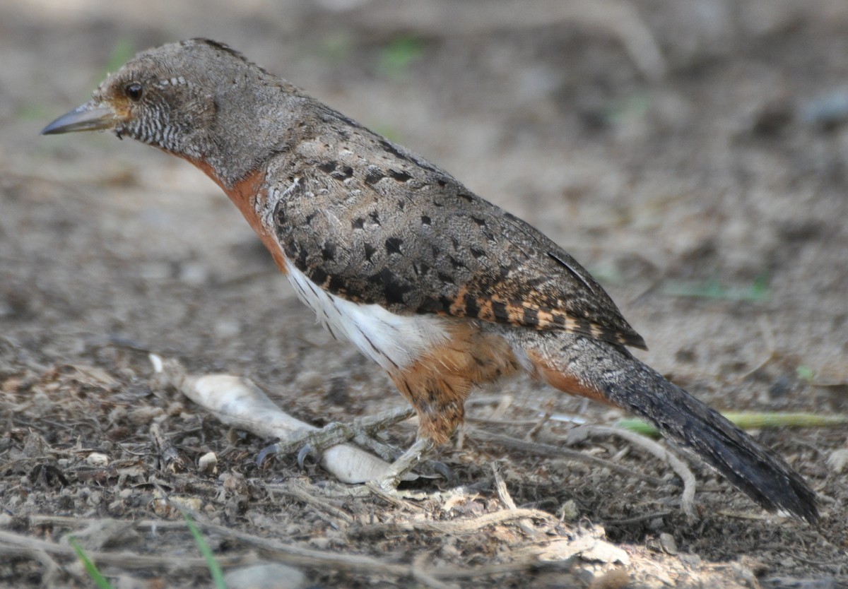Red-throated Wryneck - ML244120551
