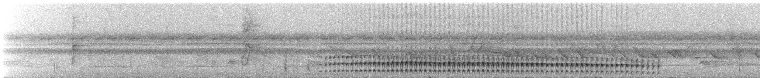 Streifenbauchralle - ML244121