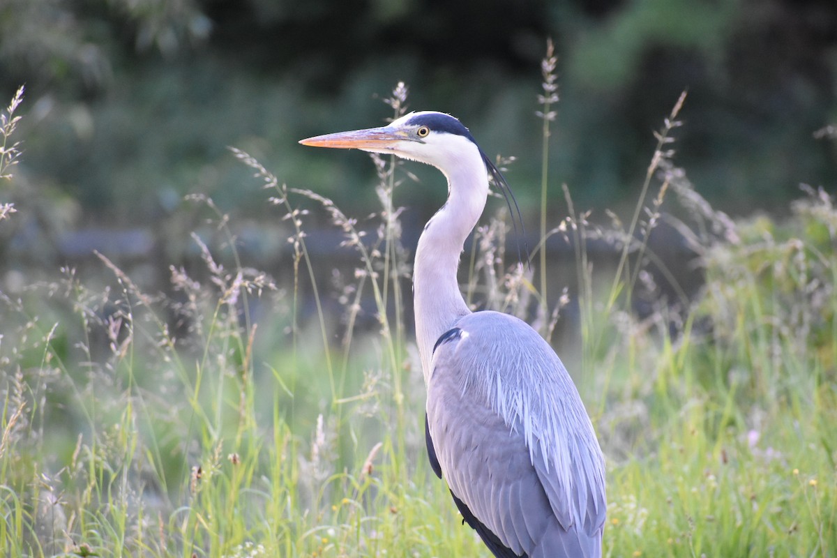 Gray Heron - ML244121291