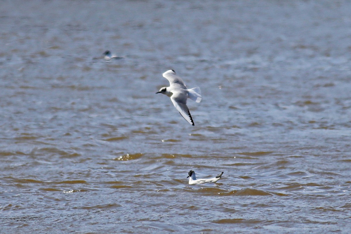 Mouette de Bonaparte - ML24412141