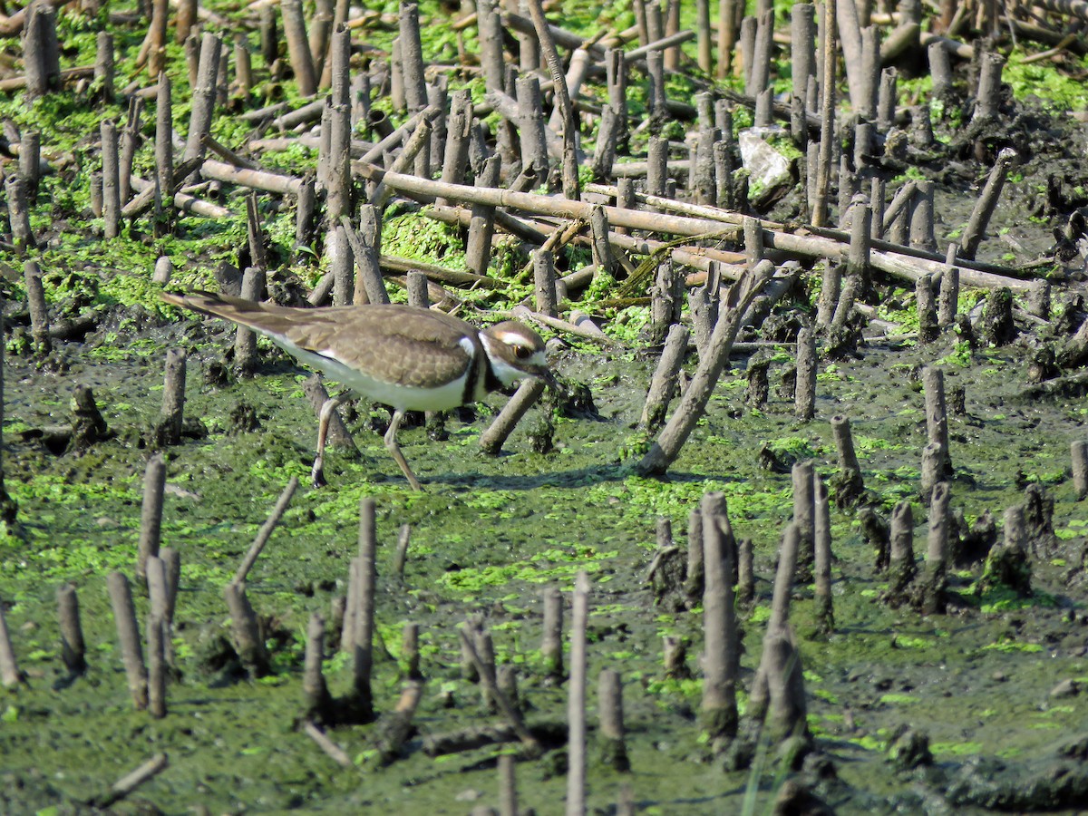 Killdeer - ML244121961