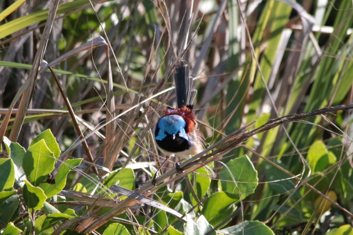 Variegated Fairywren - Greg and Georgie Shaw