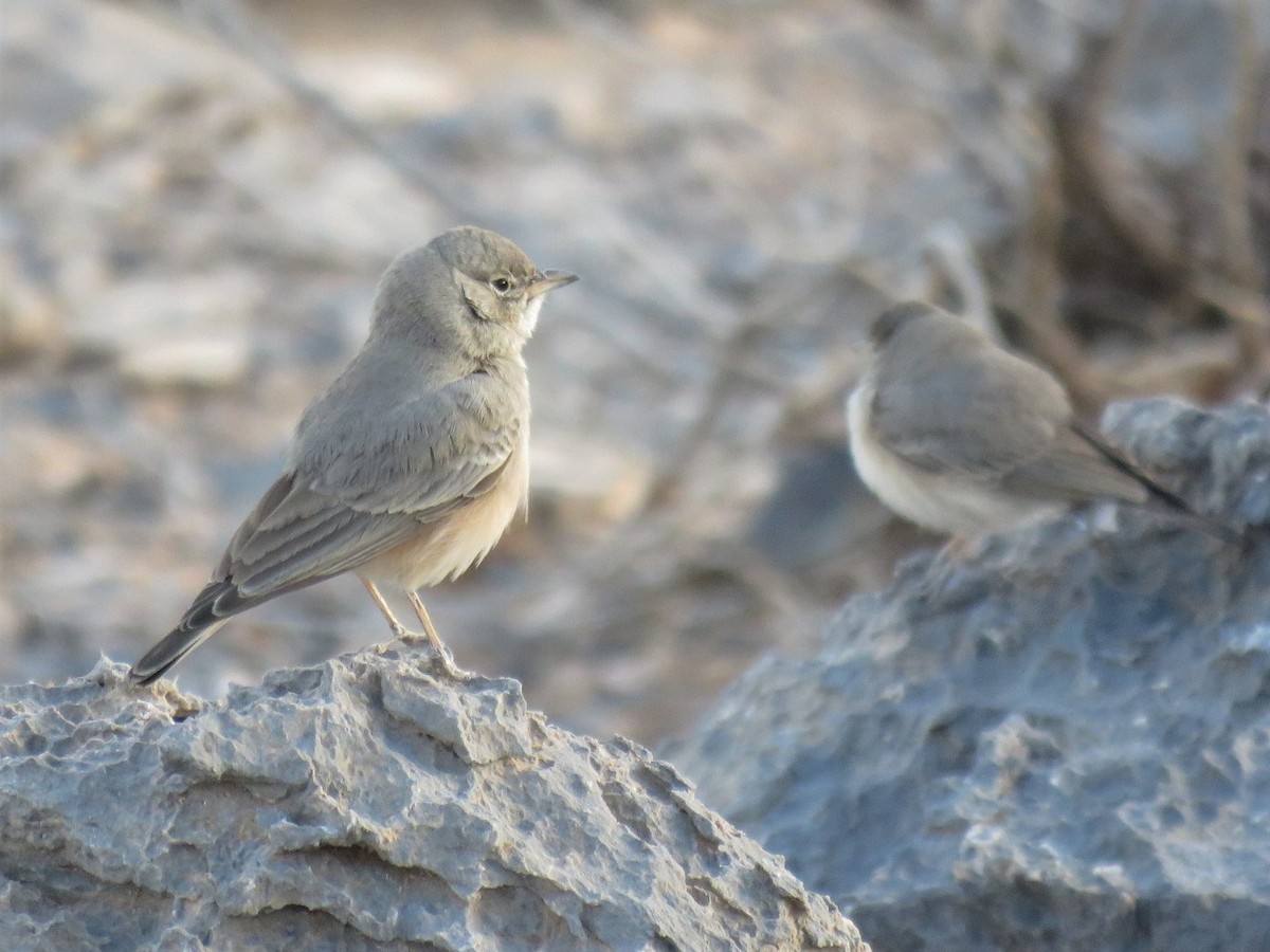 Desert Lark - ML244124251