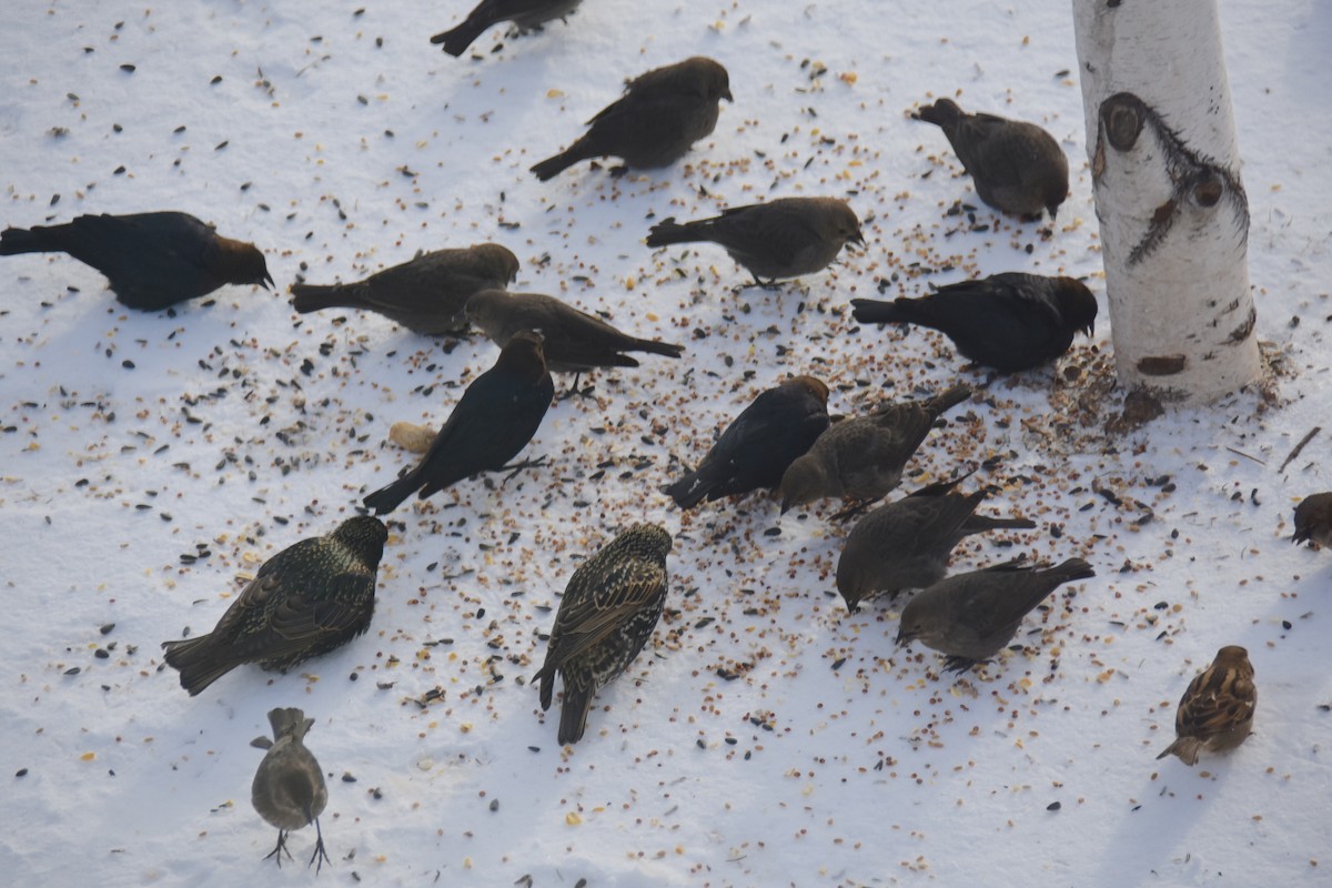 Brown-headed Cowbird - ML24412431