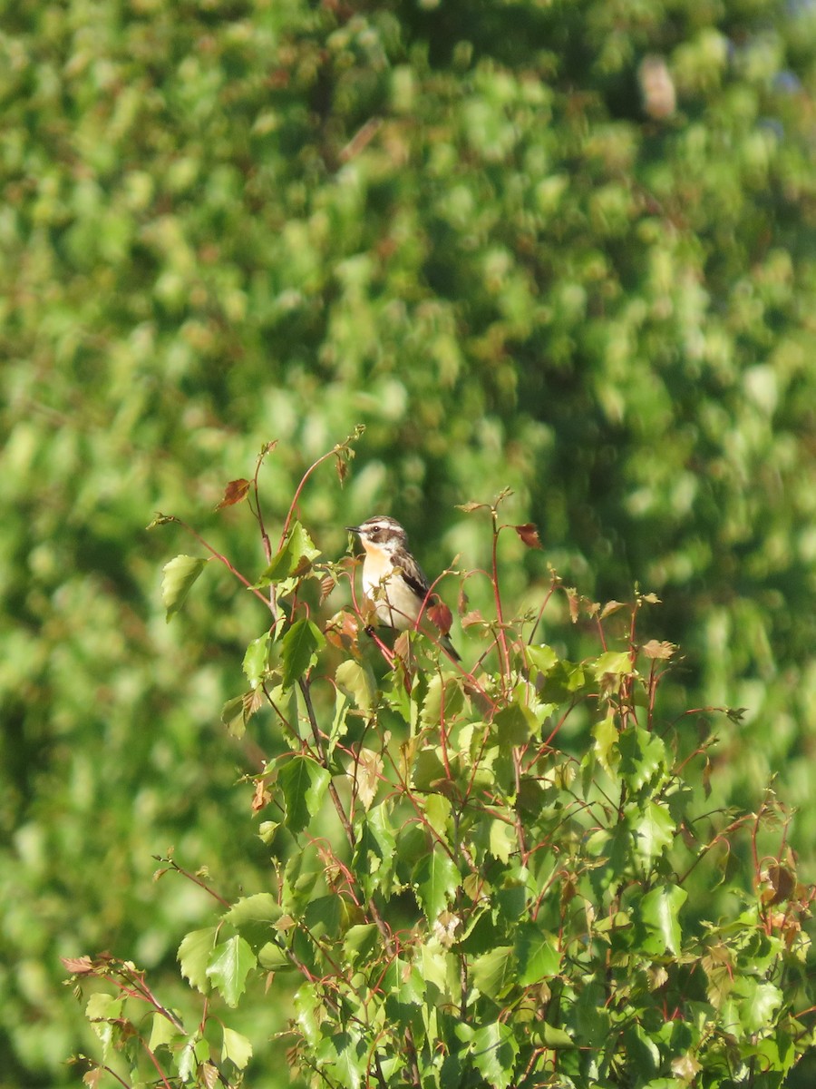 Whinchat - Anastasia Stepanishcheva