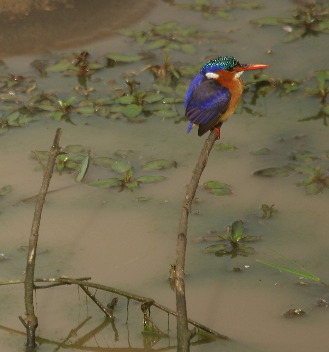 Malachite Kingfisher (Mainland) - ML244125821